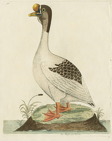 Albin The Muscovian Gander - Panteek Antique Prints