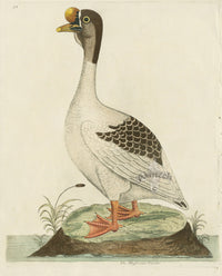 Albin The Muscovian Gander - Panteek Antique Prints