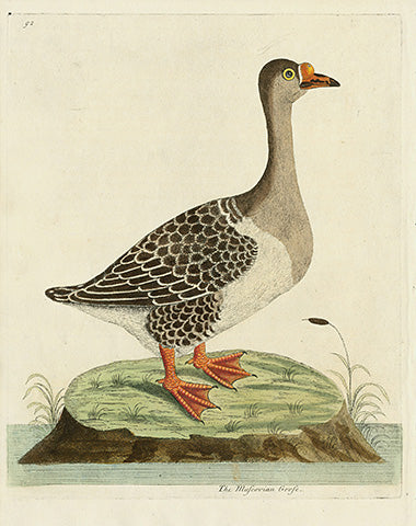 Albin The Muscovian Goose