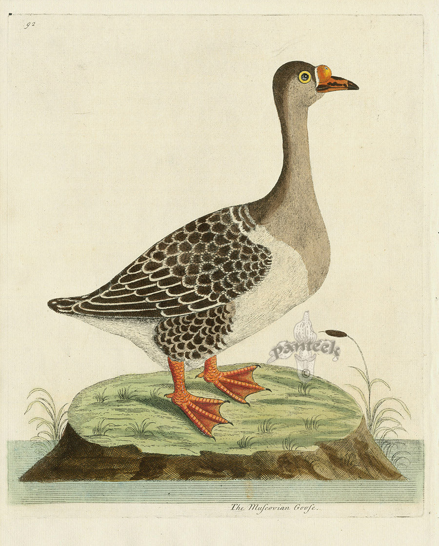 Albin The Muscovian Goose