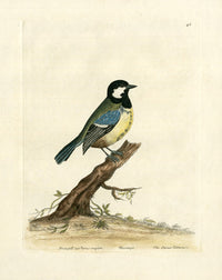 Albin The Ox-Eye Titmouse - Panteek Antique Prints