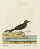 Albin The Petteril - Panteek Antique Prints