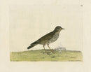 Albin The Pippit or Small Lark - Panteek Antique Prints