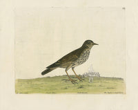 Albin The Pippit or Small Lark - Panteek Antique Prints