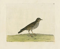Albin The Pippit or Small Lark - Panteek Antique Prints