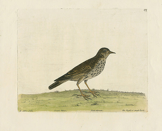 Albin The Pippit or Small Lark - Panteek Antique Prints