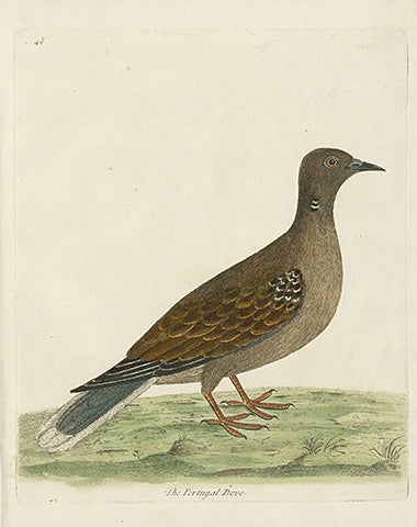 Albin The Portugal Dove