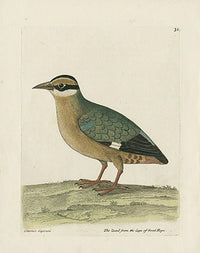 Albin The Quail from the Cape of Good Hope - Panteek Antique Prints