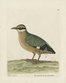 Albin The Quail from the Cape of Good Hope - Panteek Antique Prints