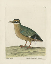Albin The Quail from the Cape of Good Hope - Panteek Antique Prints