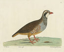 Albin The Red Legg'd Partridge - Panteek Antique Prints