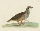 Albin The Red Legg'd Partridge - Panteek Antique Prints