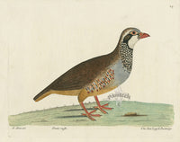 Albin The Red Legg'd Partridge - Panteek Antique Prints