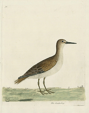 Albin The Sanderling - Panteek Antique Prints