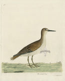 Albin The Sanderling - Panteek Antique Prints