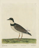Albin The Sea Lark - Panteek Antique Prints