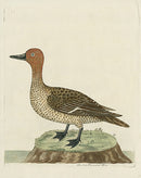 Albin The Sea Pheasant Hen - Panteek Antique Prints