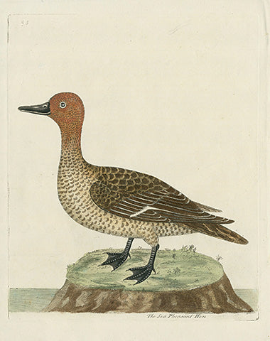 Albin The Sea Pheasant Hen - Panteek Antique Prints