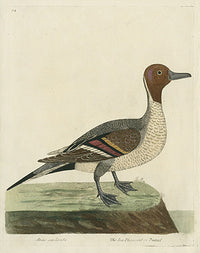 Albin The Sea Pheasant or Pintail - Panteek Antique Prints