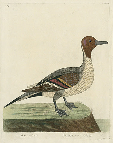 Albin The Sea Pheasant or Pintail