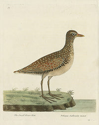 Albin The Small Water Hen - Panteek Antique Prints