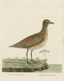 Albin The Small Water Hen - Panteek Antique Prints