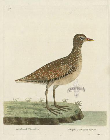 Albin The Small Water Hen