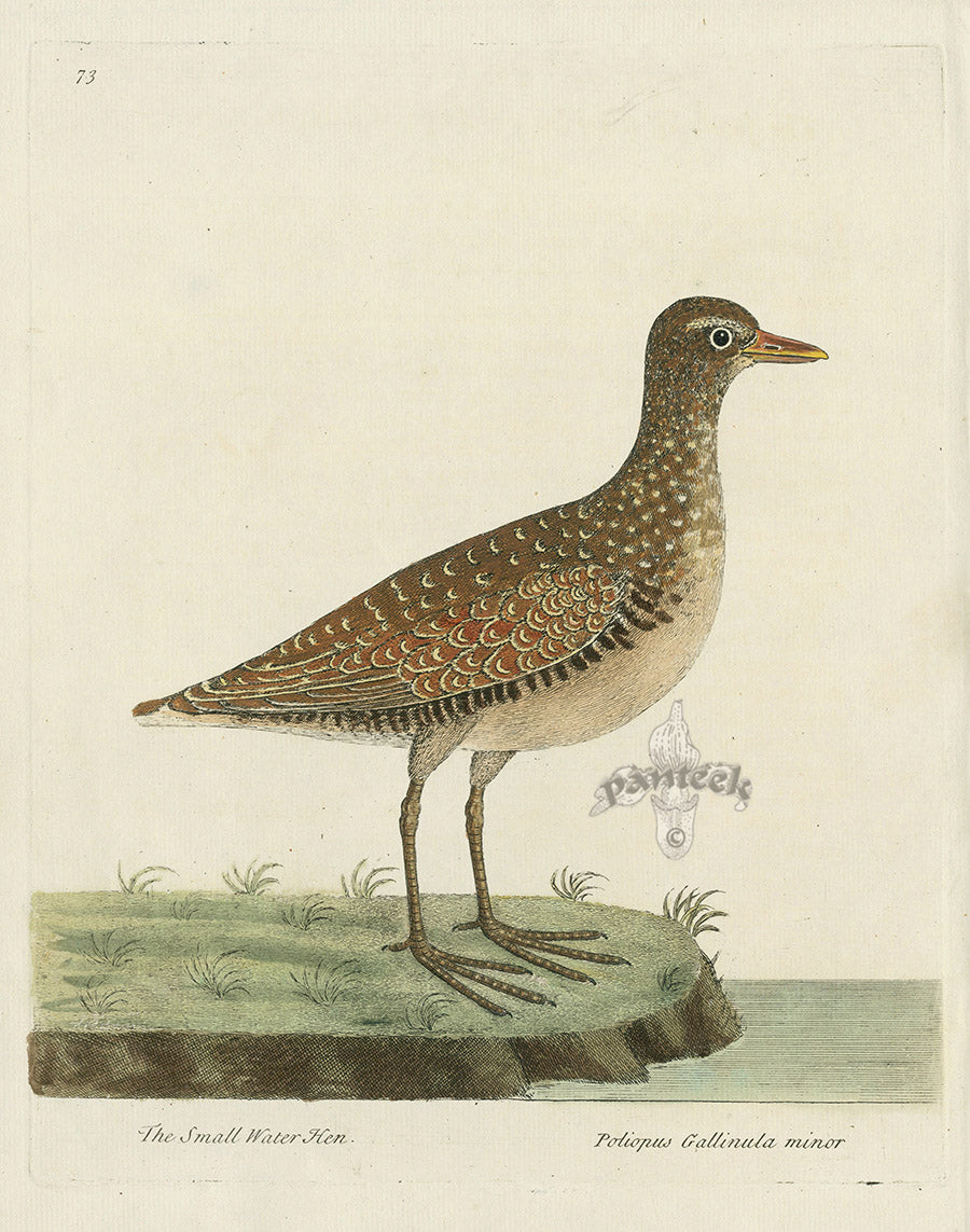 Albin The Small Water Hen - Panteek Antique Prints