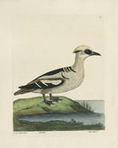 Albin The Smew - Panteek Antique Prints