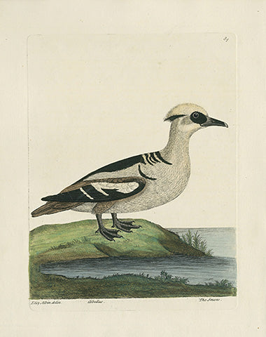 Albin The Smew