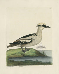Albin The Smew - Panteek Antique Prints