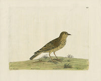 Albin The Titt Lark - Panteek Antique Prints