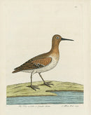 Albin The Tree Niddle or Female Stent - Panteek Antique Prints