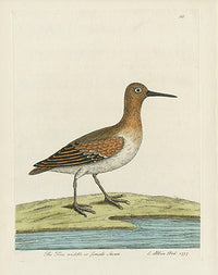 Albin The Tree Niddle or Female Stent - Panteek Antique Prints