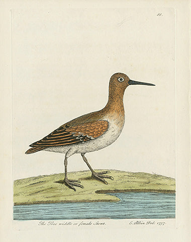 Albin The Tree Niddle or Female Stent