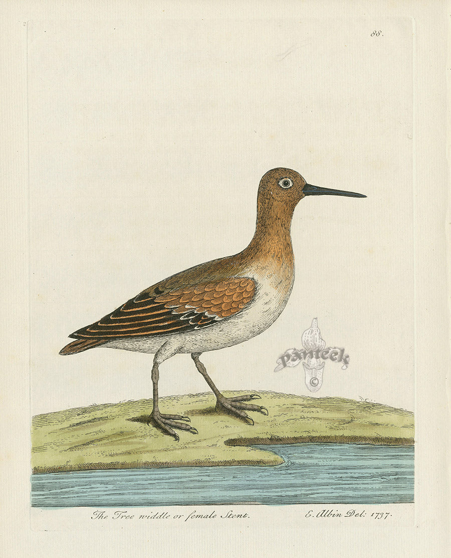 Albin The Tree Niddle or Female Stent