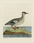 Albin The Weasel Coot - Panteek Antique Prints