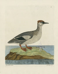 Albin The Weasel Coot - Panteek Antique Prints