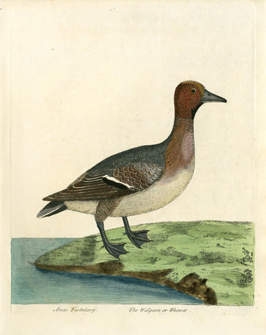 Albin The Widgeon - Panteek Antique Prints