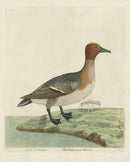 Albin The Widgeon or Whewer - Panteek Antique Prints