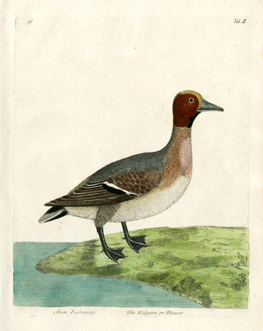 Albin The Widgeon Vol. II - Panteek Antique Prints