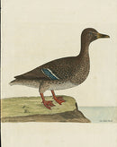 Albin The Wild Duck - Panteek Antique Prints