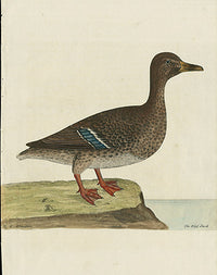Albin The Wild Duck - Panteek Antique Prints