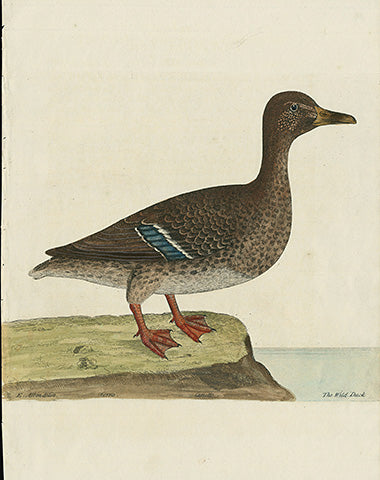 Albin The Wild Duck - Panteek Antique Prints