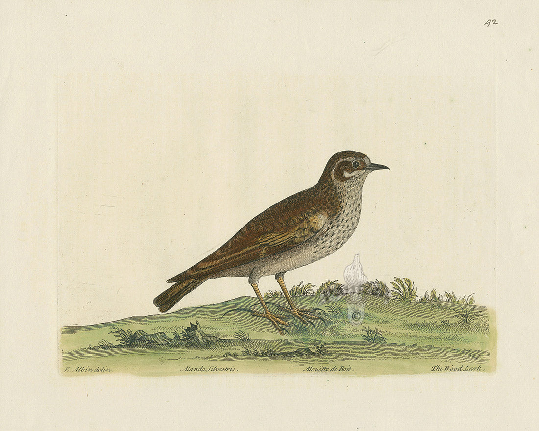 Albin The Wood Lark
