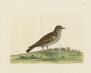 Albin The Wood Lark - Panteek Antique Prints