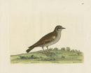 Albin The Wood Lark - Panteek Antique Prints
