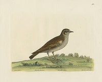 Albin The Wood Lark - Panteek Antique Prints