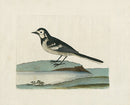 Albin Water Wagtail, Motacilla Alba - Panteek Antique Prints
