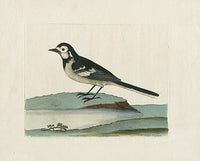 Albin Water Wagtail, Motacilla Alba - Panteek Antique Prints